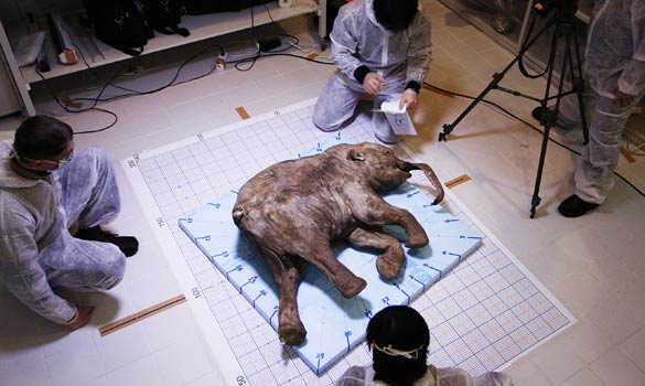 Baby mammoth yields secrets after 40,000 years in Siberian tundra